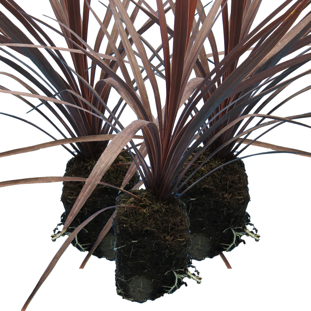 Cordyline Red Star