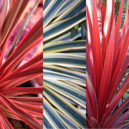 Cordyline Collection - Red Star, Charlie Boy, Torbay Dazzler