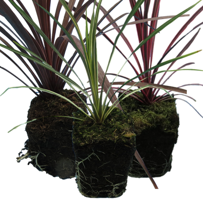 Cordyline Collection - Red Star, Charlie Boy, Torbay Dazzler