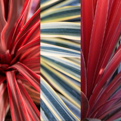 Cordyline Collection - Red Star, Charlie Boy, Torbay Dazzler