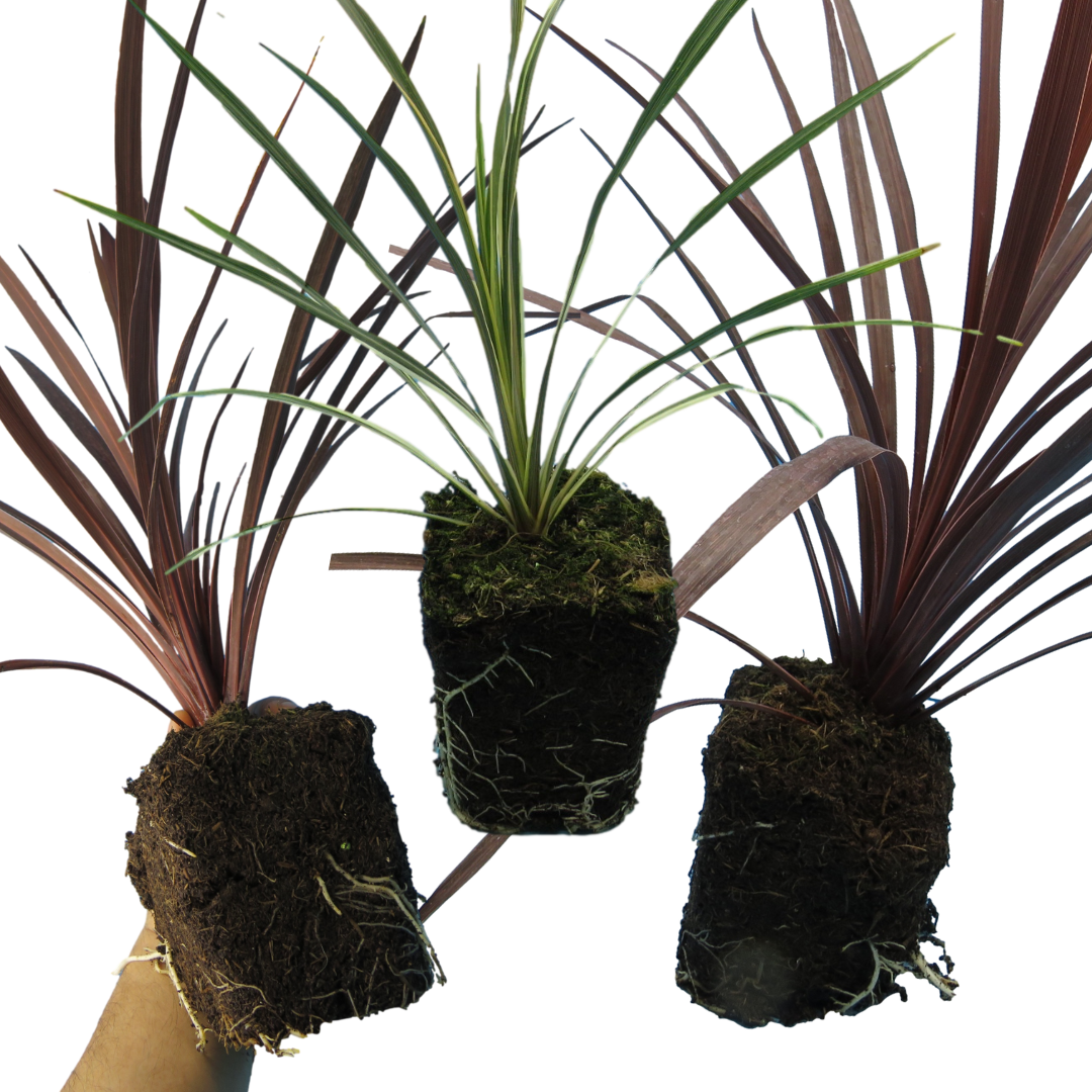 Cordyline Collection - Red Star, Charlie Boy, Torbay Dazzler