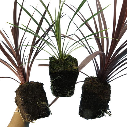Cordyline Collection - Red Star, Charlie Boy, Torbay Dazzler