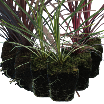 Cordyline Collection - Red Star, Charlie Boy, Torbay Dazzler