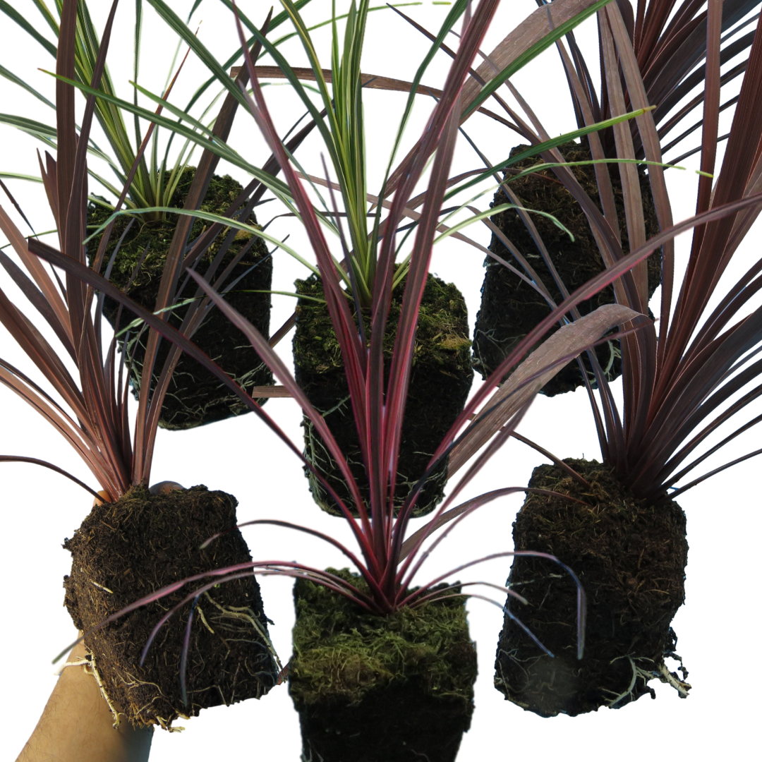 Cordyline Collection - Red Star, Charlie Boy, Torbay Dazzler
