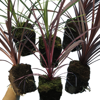 Cordyline Collection - Red Star, Charlie Boy, Torbay Dazzler