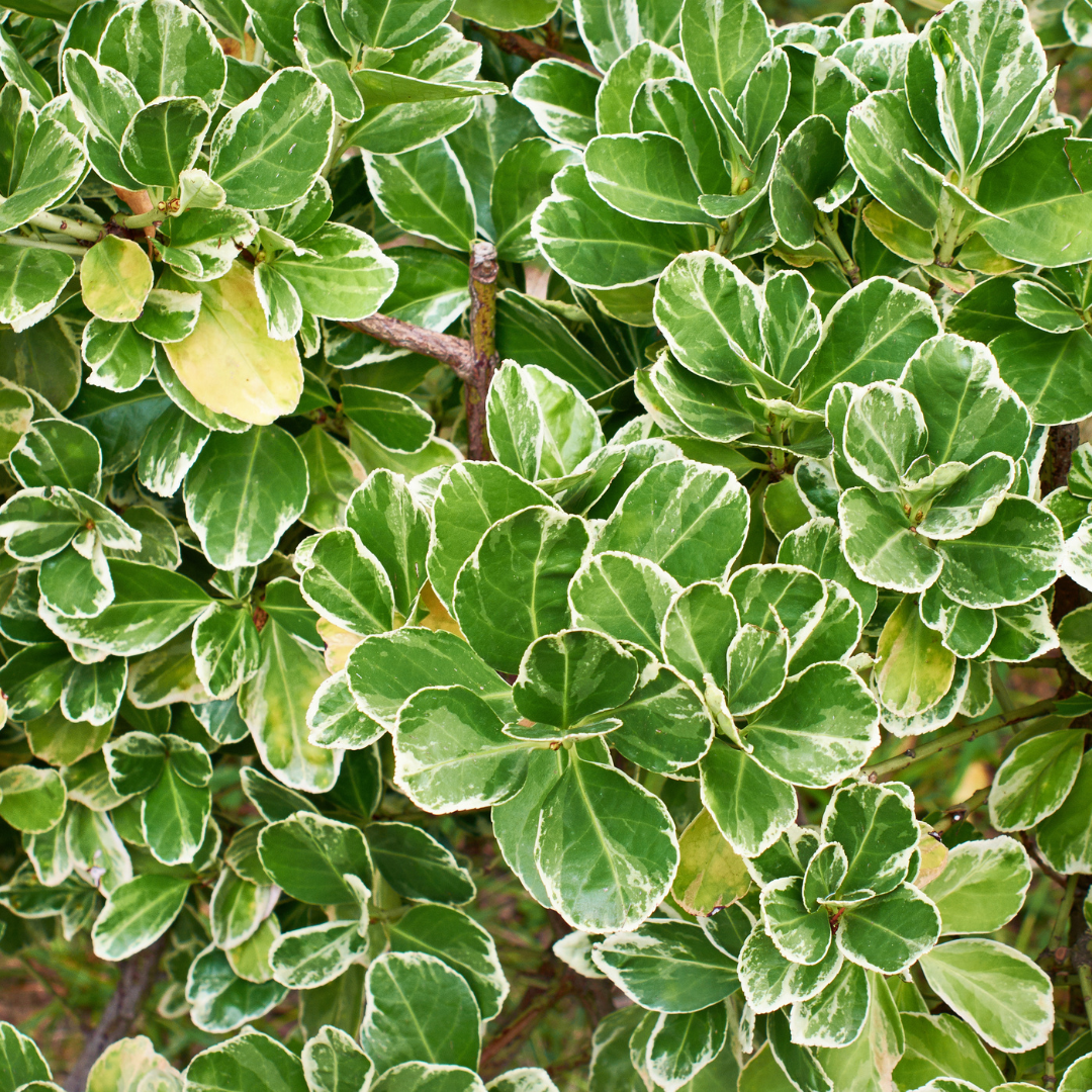 Euonymus Emerald Gaiety