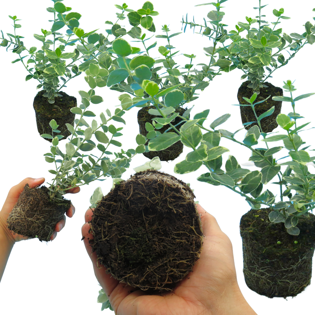 Euonymus Emerald Gaiety