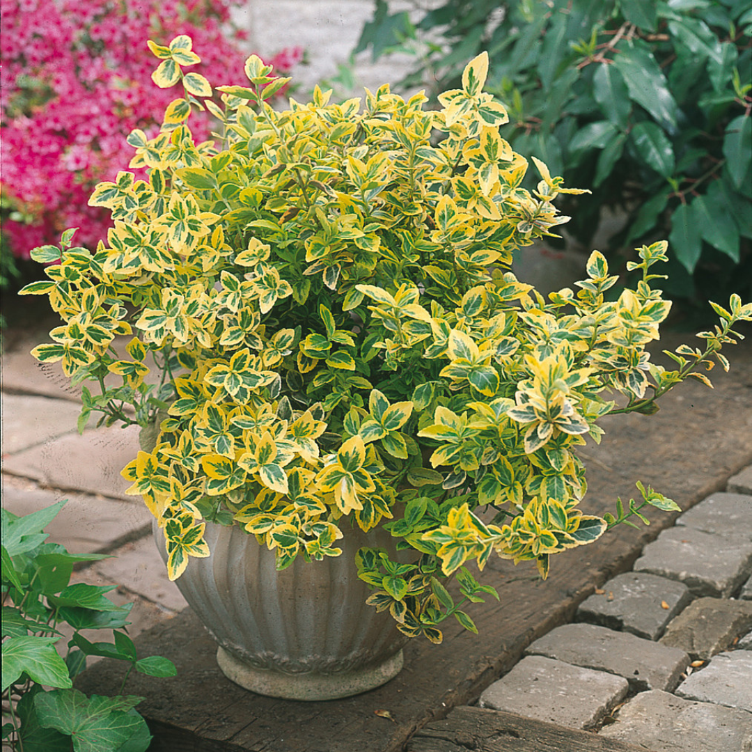 Euonymus Emerald Gold