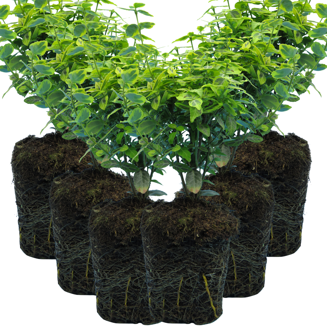 Euonymus Emerald Gold