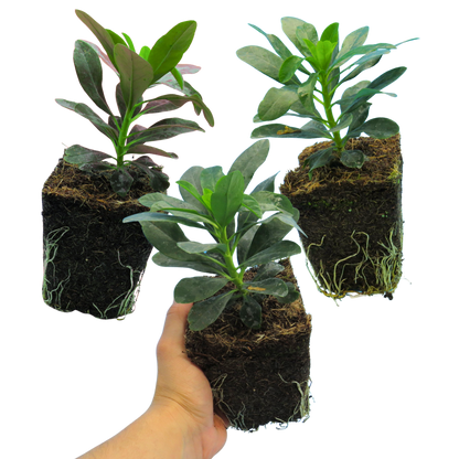 Euphorbia Robbiae