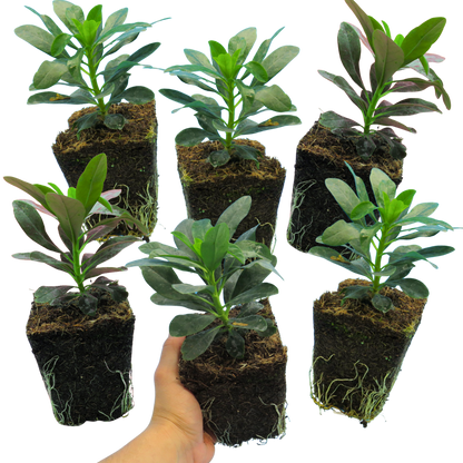 Euphorbia Robbiae