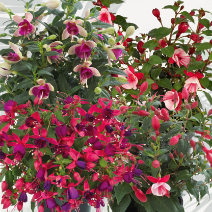 Fuchsia Diva Random Colour Mix
