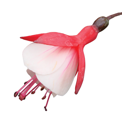 Fuchsia Diva Cherry and White