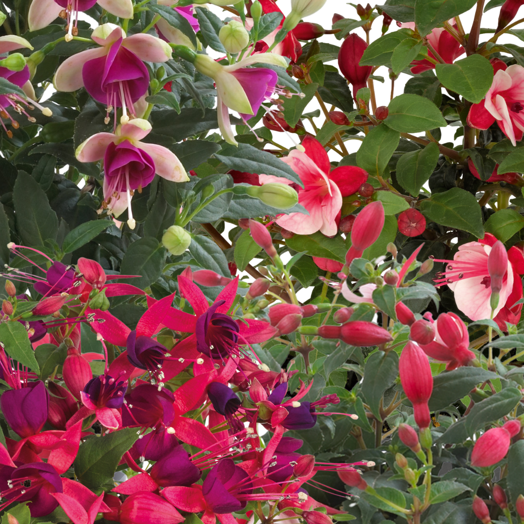 Fuchsia Diva Random Colour Mix