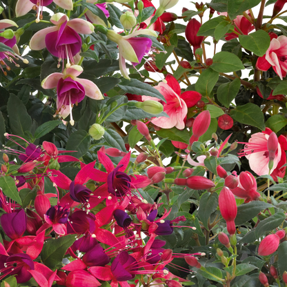 Fuchsia Diva Random Colour Mix