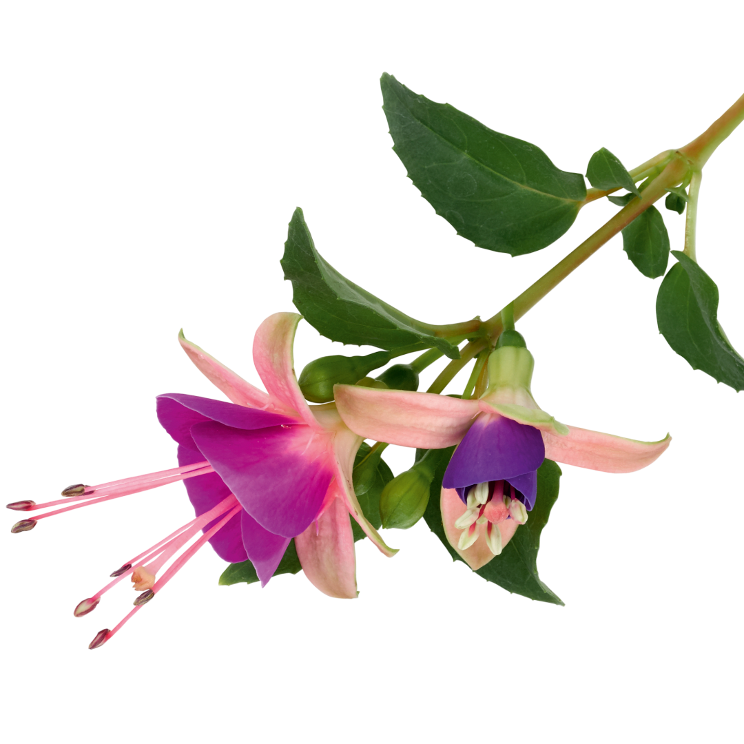 Fuchsia Diva Light Pink and Purple
