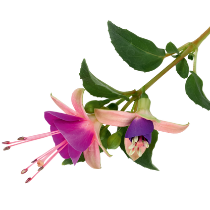 Fuchsia Diva Light Pink and Purple