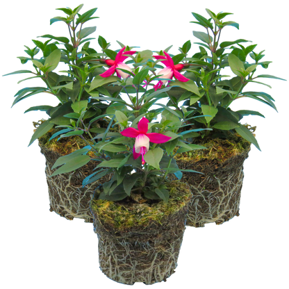 Fuchsia Diva Red and White