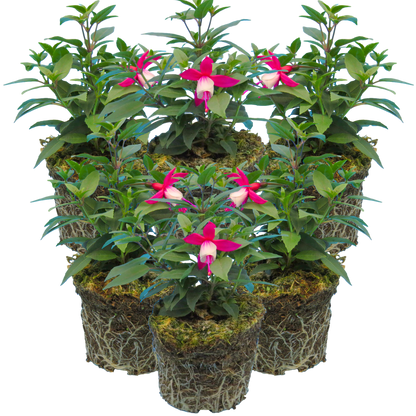 Fuchsia Diva Red and White