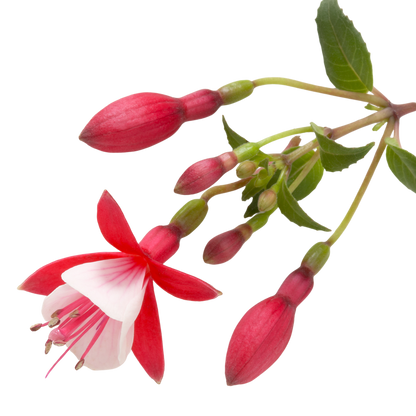 Fuchsia Diva Red and White