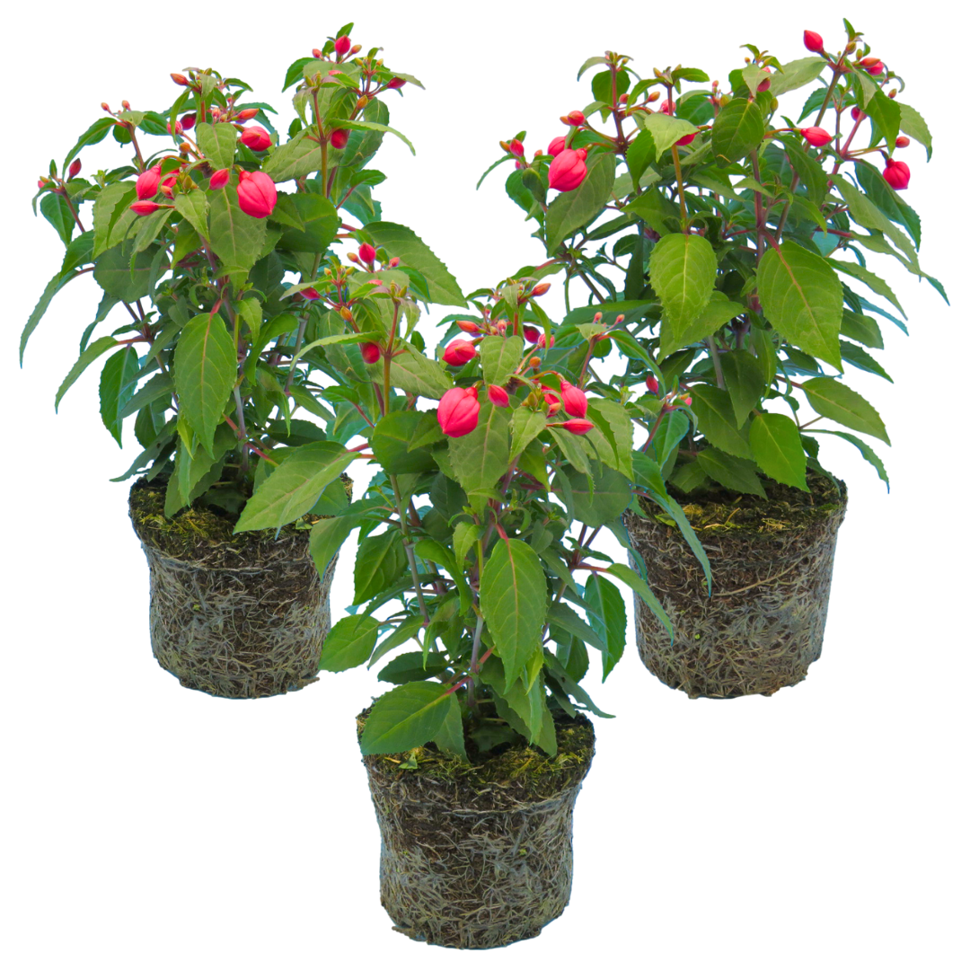 Set of 3 or 6 Large Plants - Fuchsia Diva Rose & Violet, Ready to Plant in Your Garden