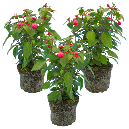 Set of 3 or 6 Large Plants - Fuchsia Diva Rose & Violet, Ready to Plant in Your Garden