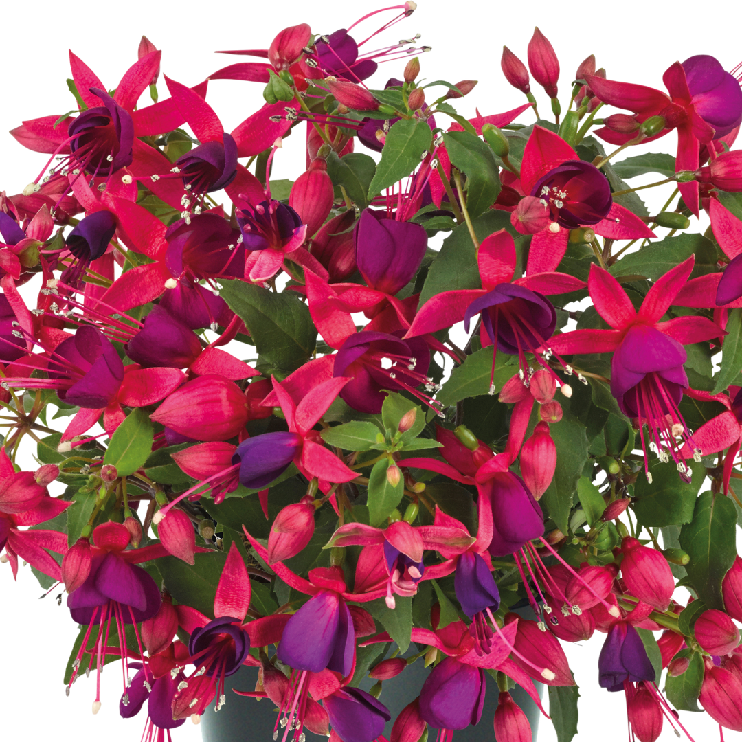 Set of 3 or 6 Large Plants - Fuchsia Diva Rose & Violet, Ready to Plant in Your Garden