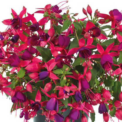 Set of 3 or 6 Large Plants - Fuchsia Diva Rose & Violet, Ready to Plant in Your Garden
