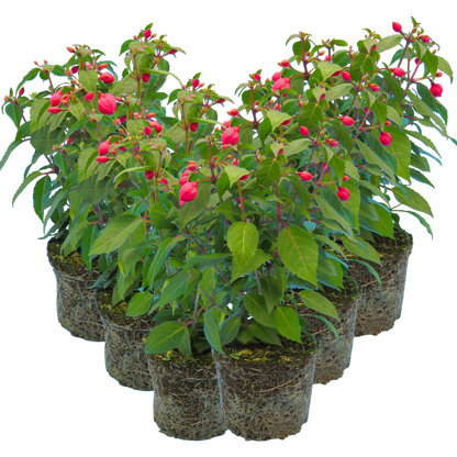 Set of 3 or 6 Large Plants - Fuchsia Diva Rose & Violet, Ready to Plant in Your Garden