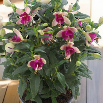 Fuchsia Diva White and Violet