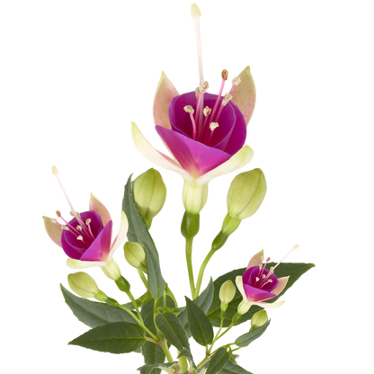 Fuchsia Diva White and Violet