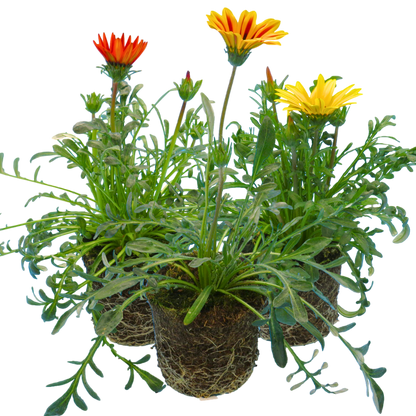 Set of 3 or 6 Large Plants - Gazania Kiss Any Colour Mix, Ready to Plant in Your Garden