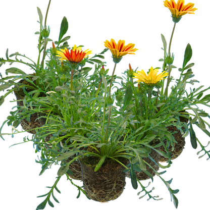 Set of 3 or 6 Large Plants - Gazania Kiss Any Colour Mix, Ready to Plant in Your Garden