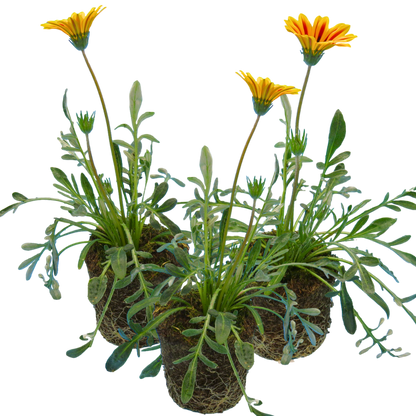 Set of 3 or 6 Large Plants - Gazania Kiss Orange Flame, Ready to Plant in Your Garden