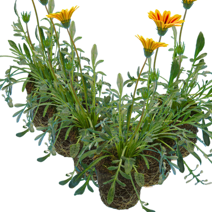 Set of 3 or 6 Large Plants - Gazania Kiss Orange Flame, Ready to Plant in Your Garden