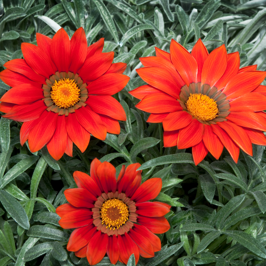 Set of 3 or 6 Large Plants - Gazania Kiss Red, Ready to Plant in Your Garden, Peat-Free