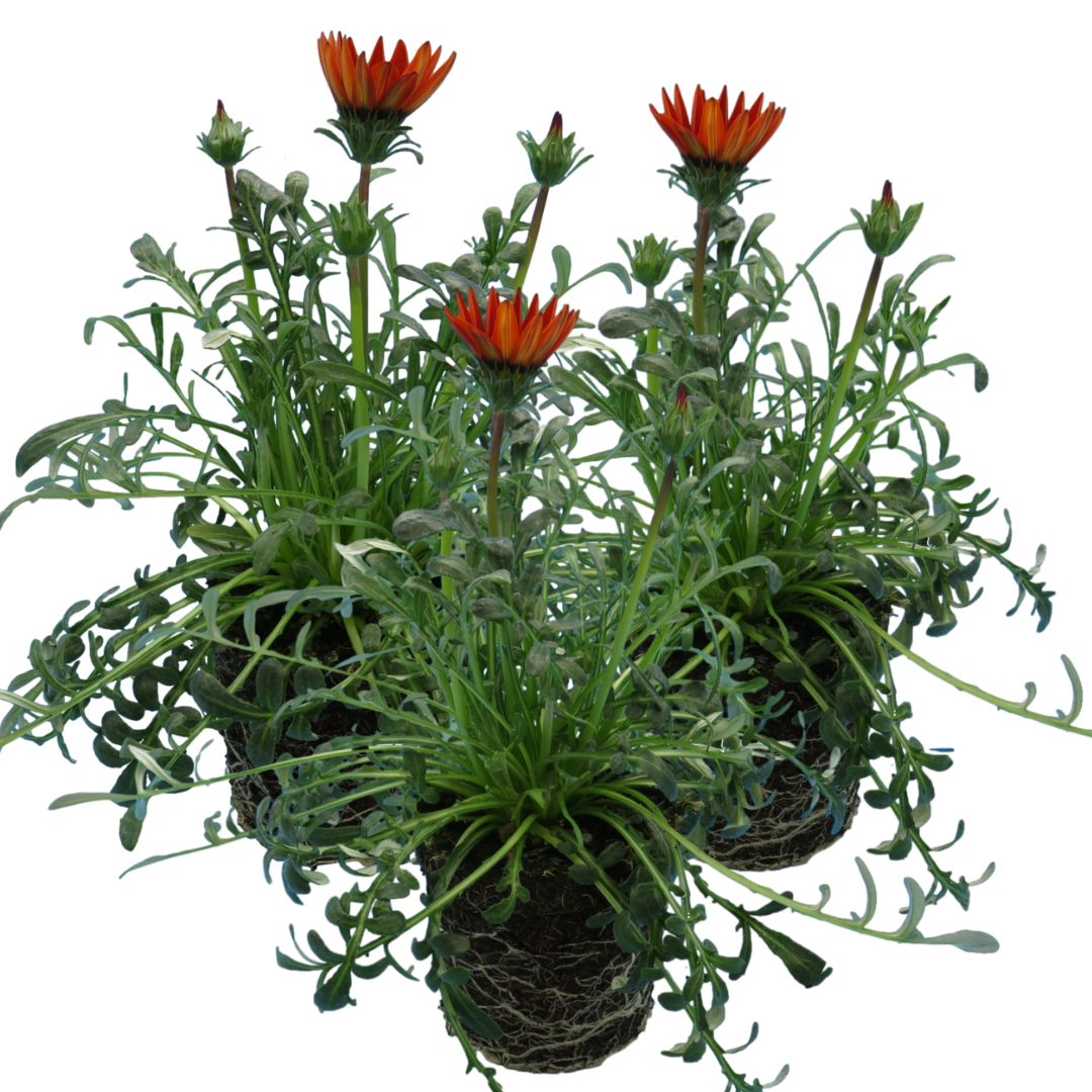 Set of 3 or 6 Large Plants - Gazania Kiss Red, Ready to Plant in Your Garden, Peat-Free
