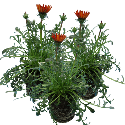 Set of 3 or 6 Large Plants - Gazania Kiss Red, Ready to Plant in Your Garden, Peat-Free