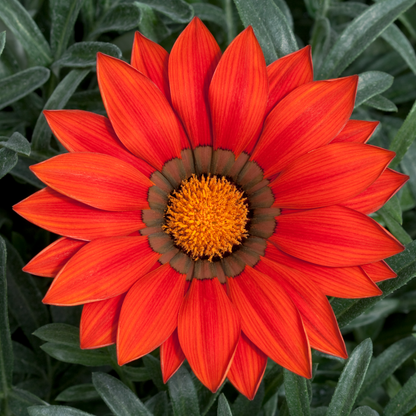 Set of 3 or 6 Large Plants - Gazania Kiss Red, Ready to Plant in Your Garden, Peat-Free
