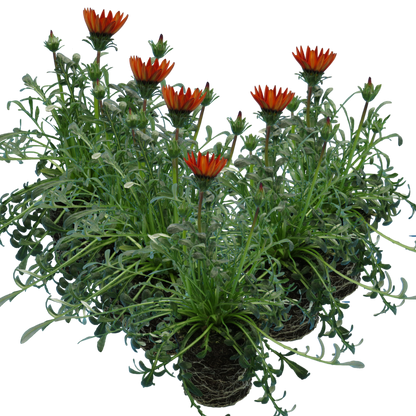Set of 3 or 6 Large Plants - Gazania Kiss Red, Ready to Plant in Your Garden, Peat-Free