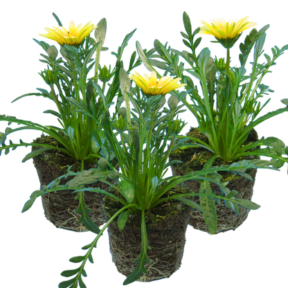 Set of 3 or 6 Large Plants - Gazania Kiss White Improved, Ready to Plant in Your Garden