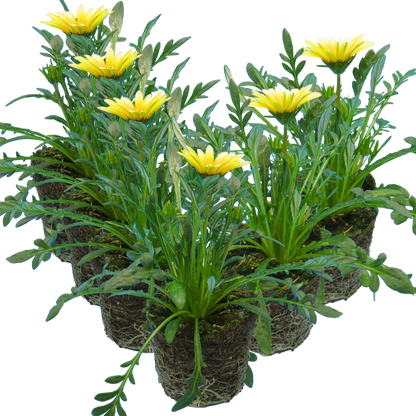 Set of 3 or 6 Large Plants - Gazania Kiss White Improved, Ready to Plant in Your Garden
