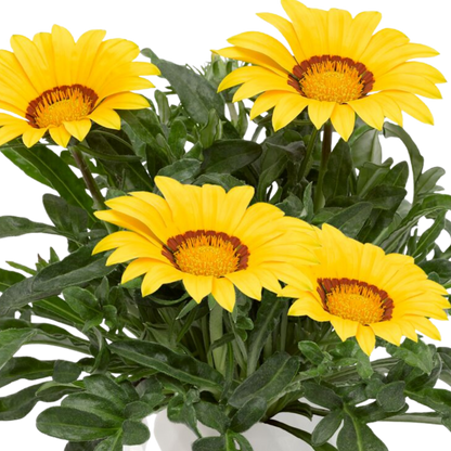 Set of 3 or 6 Large Plants - Gazania Kiss Yellow Improved, Ready to Plant in Your Garden