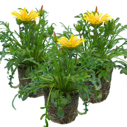 Set of 3 or 6 Large Plants - Gazania Kiss Yellow Improved, Ready to Plant in Your Garden