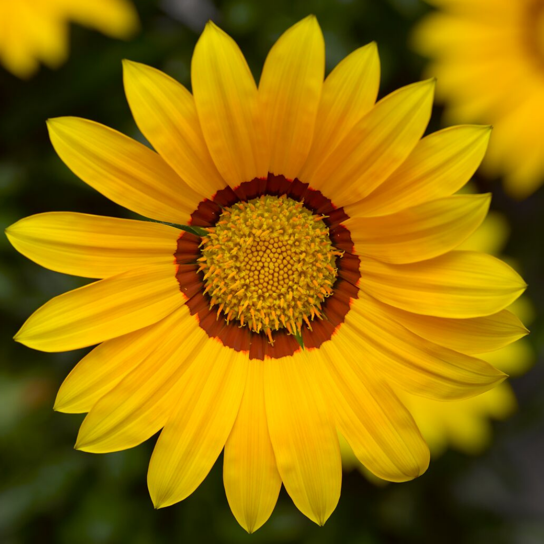 Set of 3 or 6 Large Plants - Gazania Kiss Yellow Improved, Ready to Plant in Your Garden