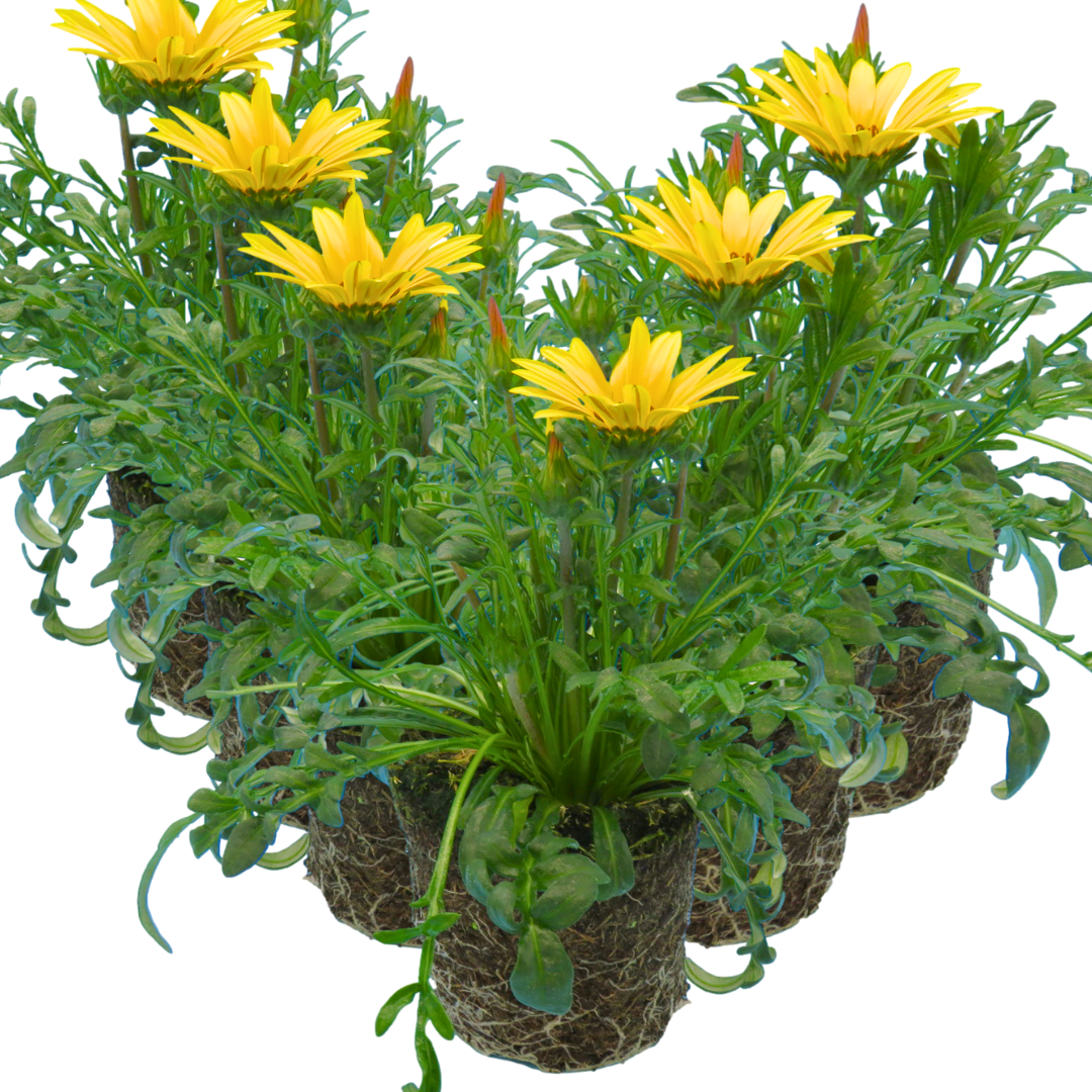Set of 3 or 6 Large Plants - Gazania Kiss Yellow Improved, Ready to Plant in Your Garden