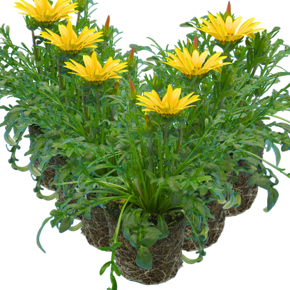 Set of 3 or 6 Large Plants - Gazania Kiss Yellow Improved, Ready to Plant in Your Garden