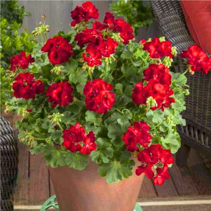 Set of 3 or 6 Large Plants - Geranium Calliope Dark Red, Ready To Plant In Your Garden