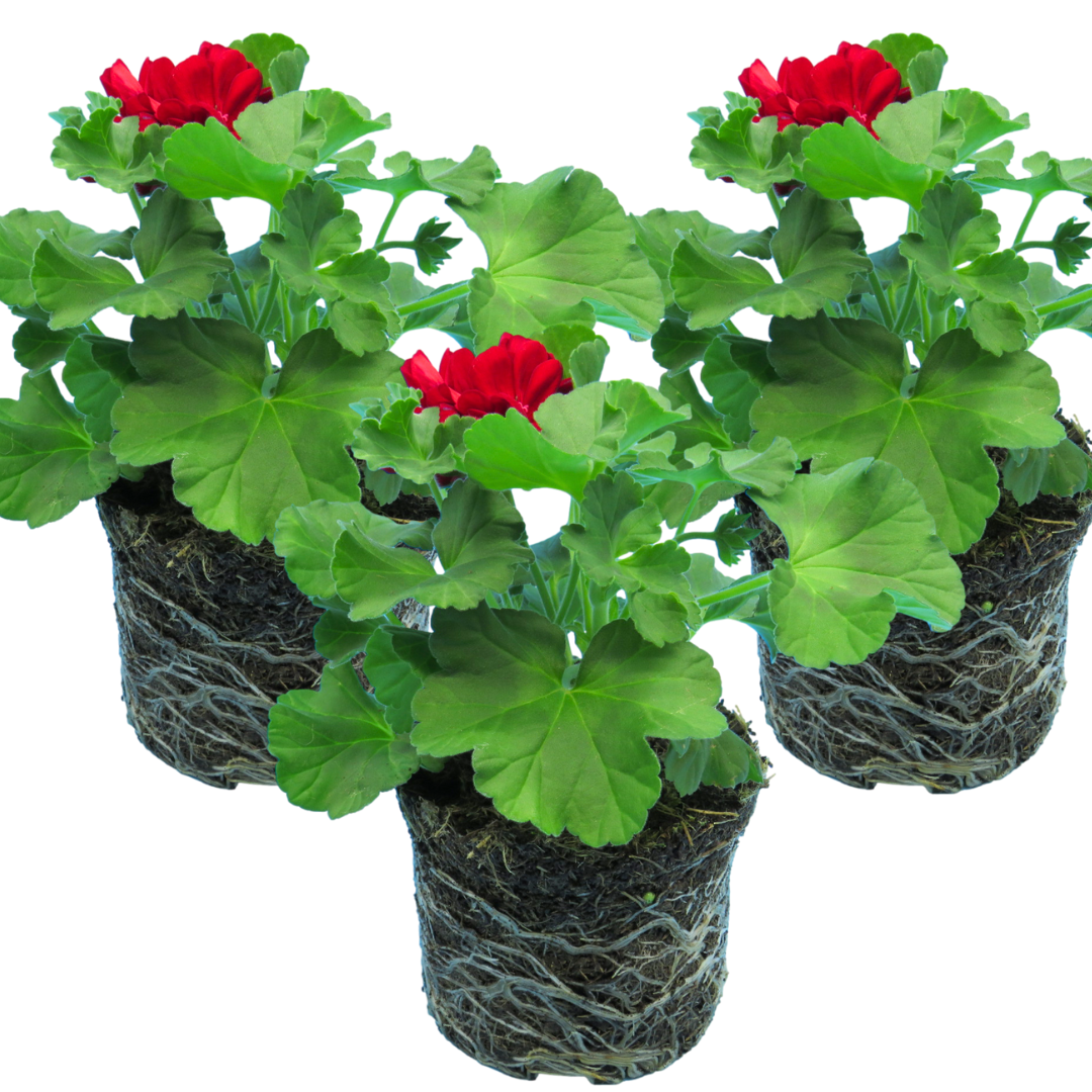 Set of 3 or 6 Large Plants - Geranium Calliope Dark Red, Ready To Plant In Your Garden