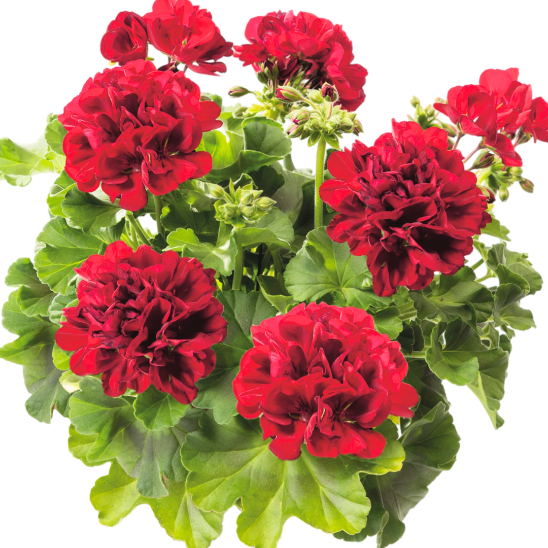 Set of 3 or 6 Large Plants - Geranium Calliope Dark Red, Ready To Plant In Your Garden